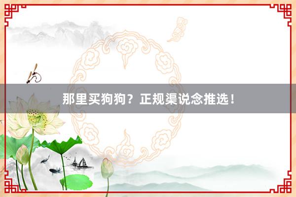 那里买狗狗？正规渠说念推选！